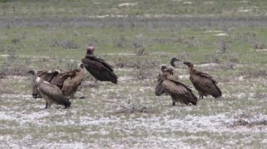 Botswana 'daki Kgalagadi Transfrontier Parkı' nda bir grup akbaba.
