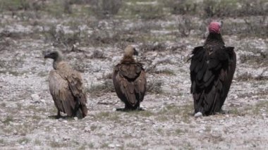 Botswana 'daki Kgalagadi Transfrontier Parkı' nda bir grup akbaba.
