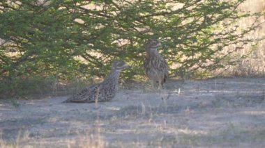 Botswana, Kgalagadi Transfrontier Parkı 'nda kalın dizli bir çift görüldü.