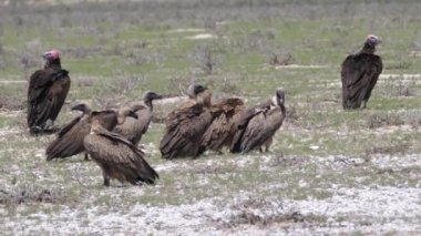 Botswana 'daki Kgalagadi Transfrontier Parkı' nda büyük bir akbaba grubu.