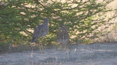 Botswana, Kgalagadi Transfrontier Parkı 'nda kalın dizli bir çift görüldü.