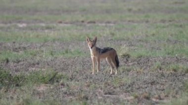 Botswana 'daki Kgalagadi Transfrontier Parkı' ndaki siyah sırtlı çakal.