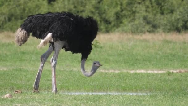 Ostrich Grazing Savanna Chobe National Park Botswana — Stock Video