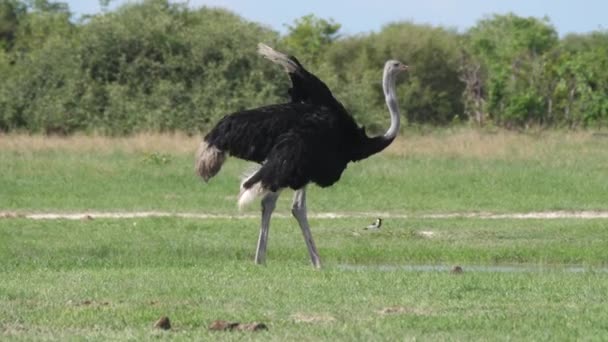 Ostrich Grazing Looking Savanna Chobe National Park Botswana — Stock Video