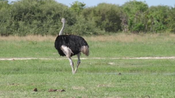 Avestruz Pastando Sabana Del Parque Nacional Chobe Botsuana — Vídeos de Stock