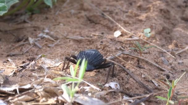 Darkling Beetle Upps Chobe National Park Ботсвані — стокове відео