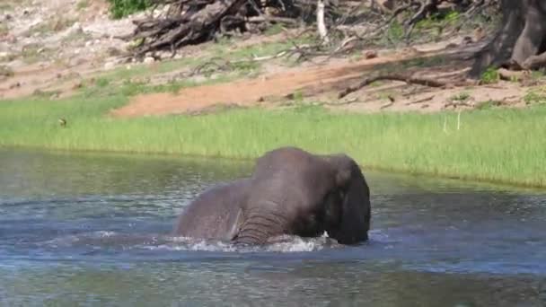 Elephant Raises His Trunk Enjoys Good Natural Bathing Lake Chobe — Stock Video