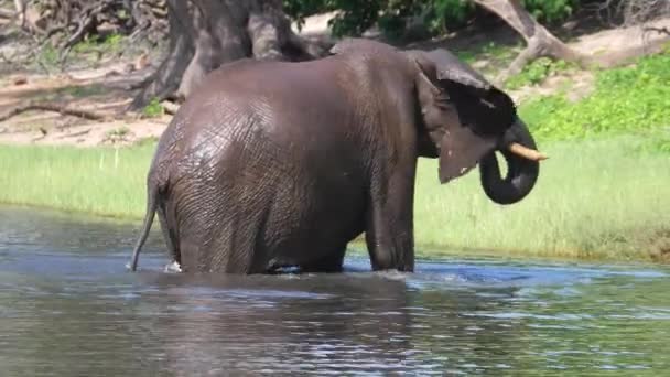 大象从博茨瓦纳乔布国家公园的一个湖中走出来 — 图库视频影像