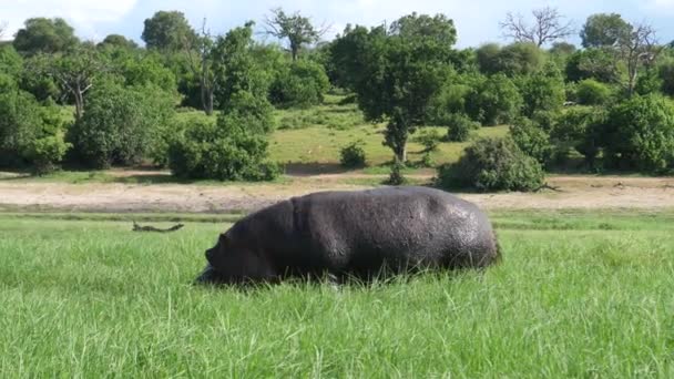 Pâturage Hippopotame Parc National Chobe Botswana — Video