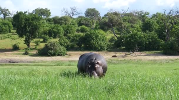 Hippo Grazing Chobe National Park Botswana — Stock Video
