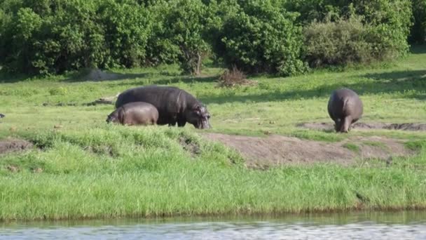 Two Hippos Baby Grazing Next River Chobe National Park Botswana — Stock Video