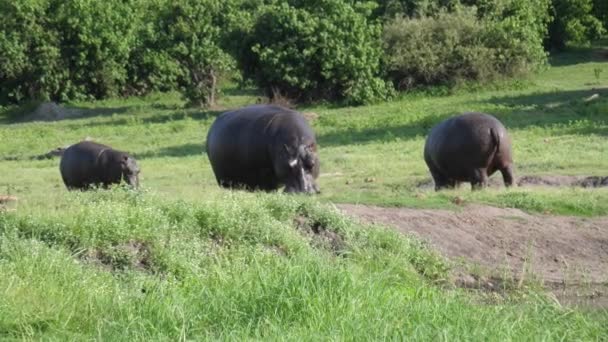 Two Hippos Baby Grazing Next River Chobe National Park Botswana — Stock Video