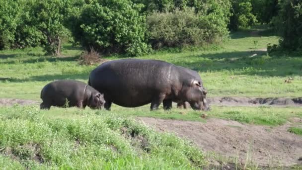 Deux Hippopotames Avec Bébé Broutant Près Une Rivière Dans Parc — Video