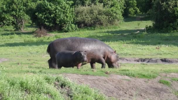 Bébé Hippopotame Regardant Autour Une Rivière Dans Parc National Chobe — Video