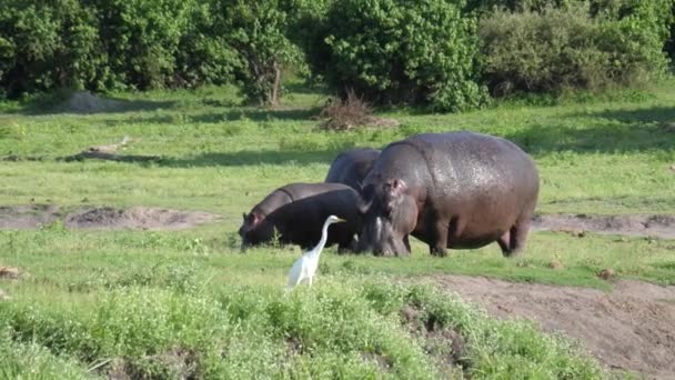 Two Hippos Baby Grazing Next River Chobe National Park Botswana — Stock Video
