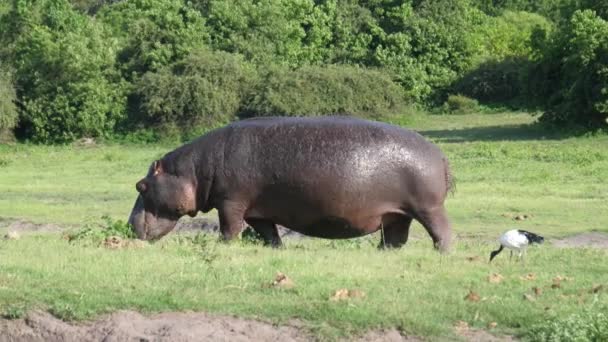 Baby Hippo His Mom Grazing Chobe National Park Botswana — Stock Video