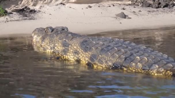 Krokodyl Leżący Korycie Rzeki Parku Narodowym Chobe Botswana — Wideo stockowe