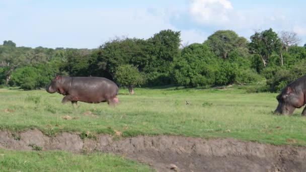 Baby Hippo Walks Chobe National Park Botswana — Stock Video