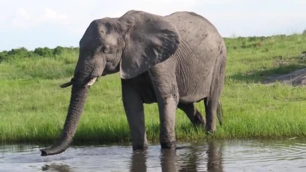 Elephant Drinking Water Lake Chobe National Park Botswana — Stock Video