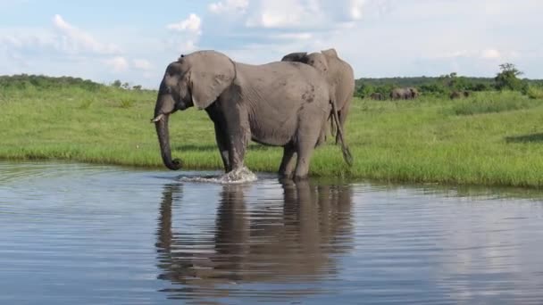 ボツワナのチョベ国立公園の湖から水を飲む2頭の象 — ストック動画