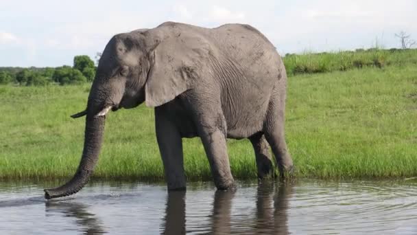 博茨瓦纳乔布国家公园湖中的大象饮水 — 图库视频影像
