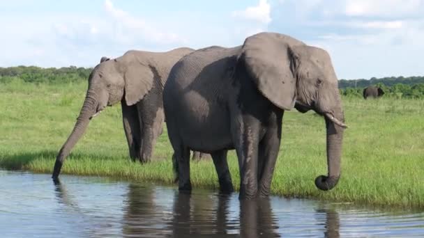 Dos Elefantes Orillas Del Río Parque Nacional Chobe Botswana — Vídeos de Stock