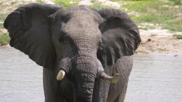 Cerca Elefante Mirando Alrededor Del Parque Nacional Chobe Botswana — Vídeos de Stock