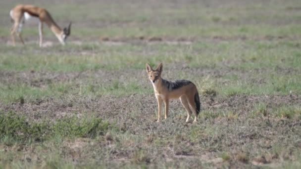 Zwarte Jakhals Savanne Van Kgalagadi Transfrontier Park Botswana — Stockvideo