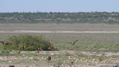 Botswana 'daki Merkez Kalahari Oyun Rezervi' nde bir su birikintisi etrafında uçan bir grup Kum Tavuğu.