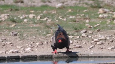 Bateleur, Botswana 'daki Kgalagadi Transfrontier Parkı' ndaki bir su birikintisinden su içiyor.