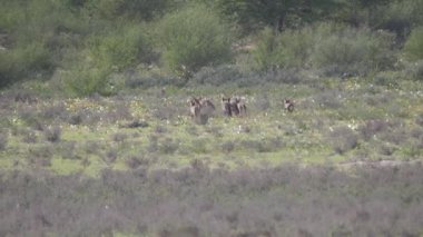 Yarasa kulaklı tilki Botswana 'daki Kgalagadi Transfrontier Park' ında koşuşturuyor.