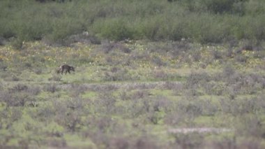 Yarasa kulaklı tilki Botswana 'daki Kgalagadi Transfrontier Parkı' nda yürüyor.