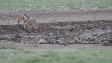 Botswana, Khama Rhino Sığınağı 'ndaki bir su birikintisinde kara sırtlı çakal.