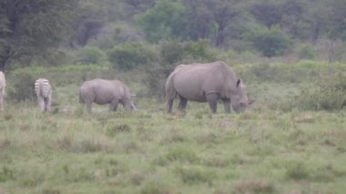 Gergedan anne ve yavrusu Botswana 'daki Khama Gergedan Sığınağı' nda otluyor.