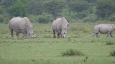 Botswana 'daki Khama Gergedan Sığınağı' nda otlayan gergedan sürüsü.