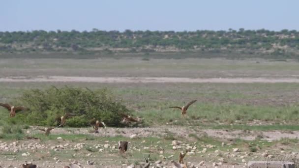 ボツワナ中央カラハリゲームリザーブの水の穴の周りを飛行サンドグループのグループ — ストック動画