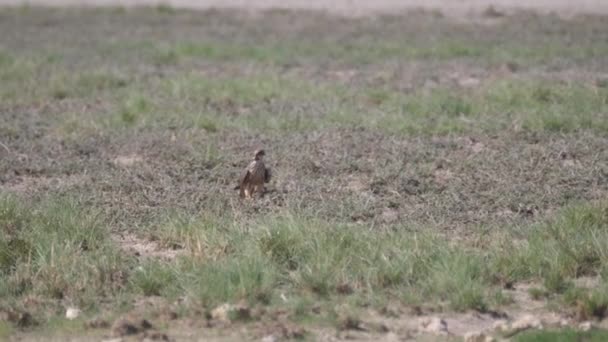 Buzzard Comum Voando Para Longe Kgalagadi Transborder Park Botsuana — Vídeo de Stock