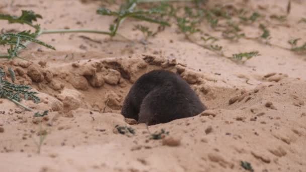 Damara Mole Rat Digs Sand Kgalagadi Transfrontier Park Botswana — стокове відео
