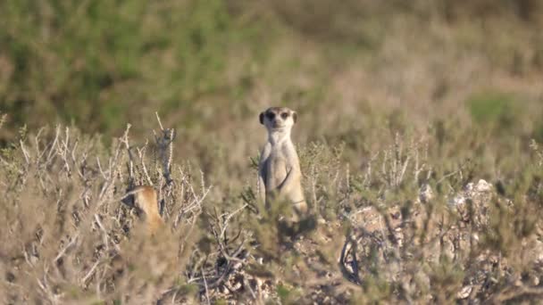 Dos Suricatas Mirando Alrededor Kgalagadi Transfrontier Park Botswana — Vídeos de Stock
