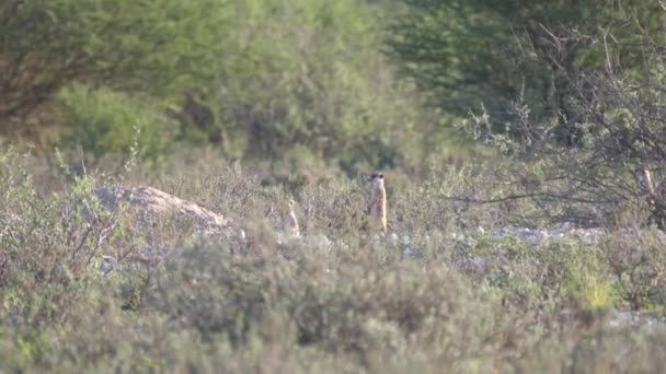 Group Meerkats Kgalagadi Transfrontier Park Botswana — стокове відео