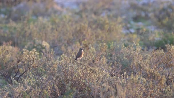 Oreja Trigo Tapada Volando Parque Transfronterizo Kgalagadi Botswana — Vídeos de Stock