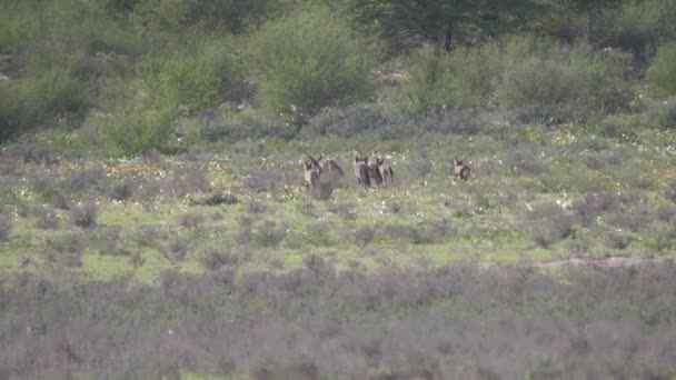 ボツワナのKgalagadi Transfront Parkのサバンナを走り回るコウモリの耳のキツネ — ストック動画