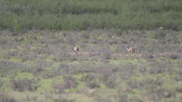 Deux renards aux oreilles de chauve-souris marchant sur la savane du parc transfrontalier Kgalagadi au Botswana