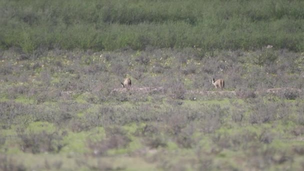 ボツワナのKgalagadi Transfront Parkのサバンナを歩く2匹のコウモリ耳のキツネ — ストック動画