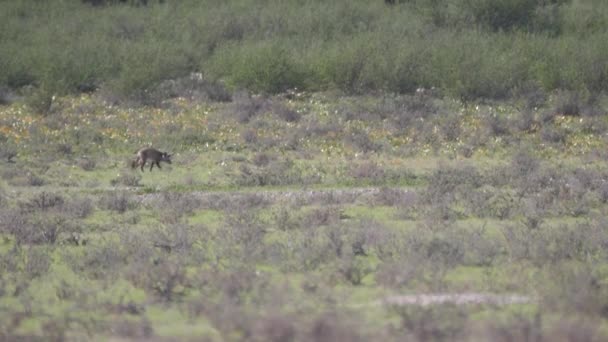 ボツワナのKgalagadi Transfront Parkのサバンナをコウモリ耳のキツネが歩く — ストック動画