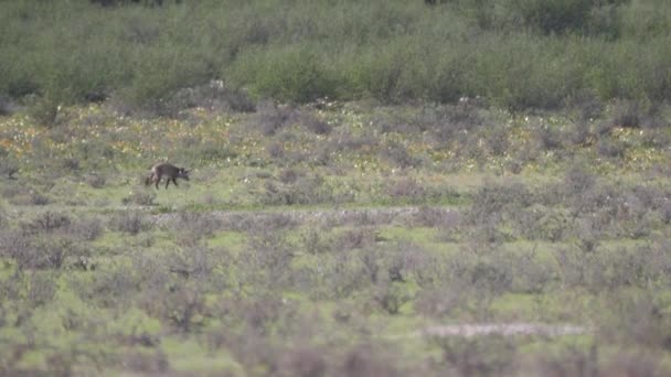 Des renards aux oreilles chauves marchent sur la savane du parc transfrontalier Kgalagadi au Botswana