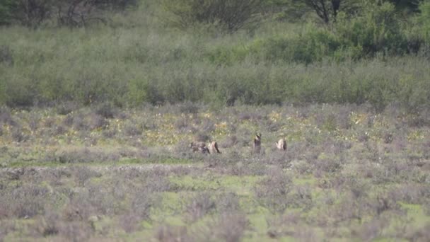 Renard chauve-souris marchant sur la savane du parc transfrontalier Kgalagadi au Botswana