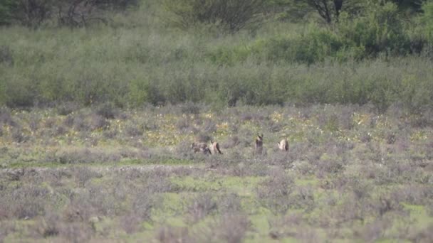 ボツワナのKgalagadi Transfront Parkのサバンナを歩くコウモリ耳のキツネ — ストック動画