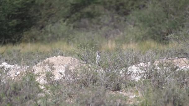 ボツワナのKgalagadi Transfront Parkを見渡すMeerkat — ストック動画