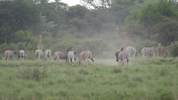 Herd Zebras Med Unga Zebror Spelar Khama Noshörning Helgedom Botswana — Stockvideo
